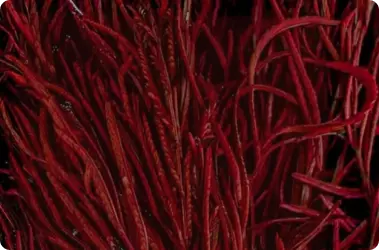 The Science of Astaxanthin